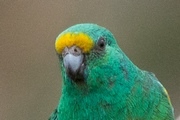 Mulga Parrot (Psephotus varius)
